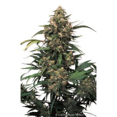 Dutch Passion Strawberry Cough feminized