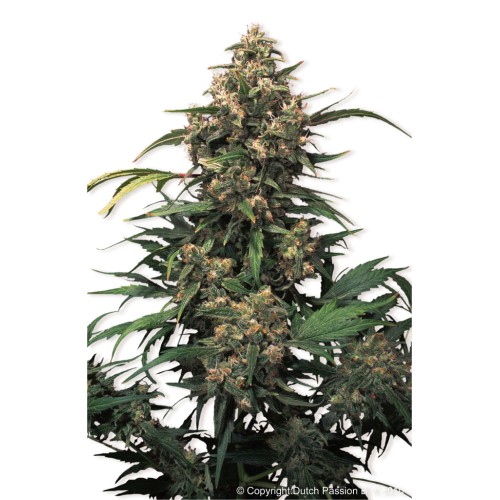 Семена Dutch Passion Strawberry Cough feminized - цены, описание в интернет-магазине Dutch Seeds