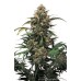 Семена Dutch Passion Strawberry Cough feminized - цены, описание в интернет-магазине Dutch Seeds