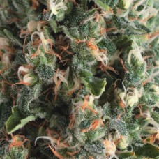 Pyramid seeds Auto Super OG Kush autofeminized