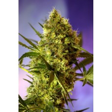 Sweet seeds Big devil #2 autofeminized