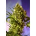 Семена Sweet seeds Big devil #2 autofeminized - цены, описание в интернет-магазине Dutch Seeds