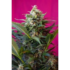 Sweet seeds Big devil XL autofeminized