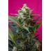 Семена Sweet seeds Big devil XL autofeminized 5+2 шт. - цены, описание в интернет-магазине Dutch Seeds