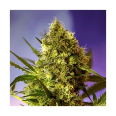 Sweet seeds Big devil autofeminized