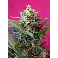 Sweet seeds Big devil XL autofeminized