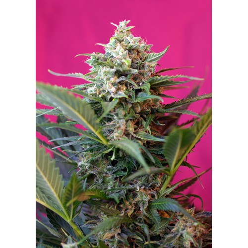 Семена Sweet seeds Big devil XL autofeminized 25 шт. - цены, описание в интернет-магазине Dutch Seeds