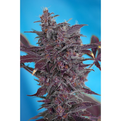 Семена Sweet seeds Black cream autofeminized - цены, описание в интернет-магазине Dutch Seeds