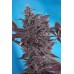 Семена Sweet seeds Black cream autofeminized - цены, описание в интернет-магазине Dutch Seeds