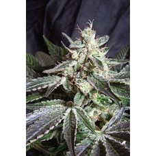 Sweet seeds Black Jack F1 Fast version feminized