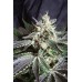 Семена Sweet seeds Black Jack F1 Fast version feminized - цены, описание в интернет-магазине Dutch Seeds