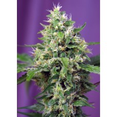 Sweet seeds Blow Mind Auto autofeminized