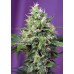 Семена Sweet seeds Blow Mind Auto autofeminized - цены, описание в интернет-магазине Dutch Seeds