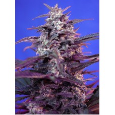 Sweet seeds Bloody Skunk Auto autofeminized