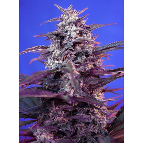 Семена Sweet seeds Bloody Skunk Auto autofeminized - цены, описание в интернет-магазине Dutch Seeds