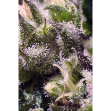 Sweet seeds Cream caramel autofeminized