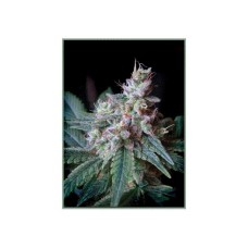 Sweet seeds Cream caramel feminized