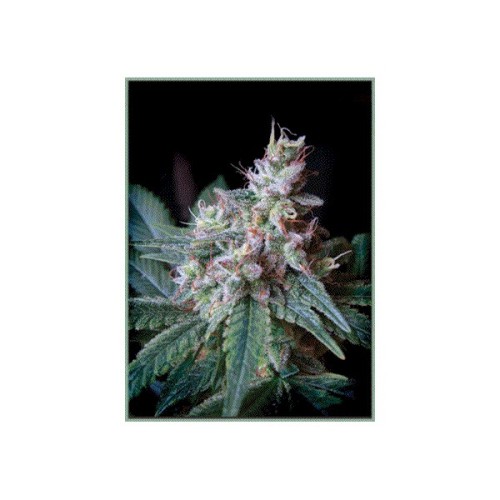 Семена Sweet seeds Cream caramel feminized - цены, описание в интернет-магазине Dutch Seeds