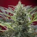 Семена Sweet seeds Cream 47 feminized - цены, описание в интернет-магазине Dutch Seeds