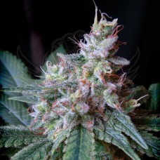 Sweet seeds Cream Caramel F1 Fast version feminized