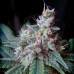 Семена Sweet seeds Cream Caramel F1 Fast version feminized - цены, описание в интернет-магазине Dutch Seeds