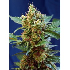 Sweet seeds Cream Mandarine XL autofeminized