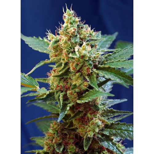 Семена Sweet seeds Cream Mandarine XL autofeminized - цены, описание в интернет-магазине Dutch Seeds