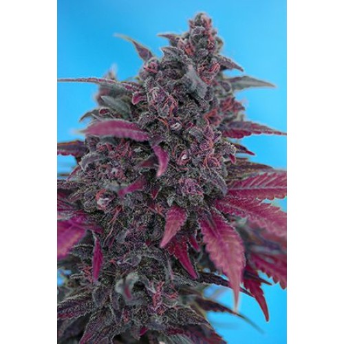 Семена Sweet seeds Dark devil autofeminized 25 шт. - цены, описание в интернет-магазине Dutch Seeds