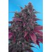 Семена Sweet seeds Dark devil autofeminized 5+2 шт. - цены, описание в интернет-магазине Dutch Seeds