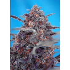 Sweet seeds Devil Cream Auto autofeminized