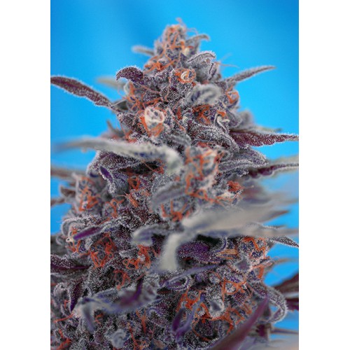 Семена Sweet seeds Devil Cream Auto autofeminized - цены, описание в интернет-магазине Dutch Seeds