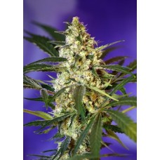 Sweet seeds Fast Bud #2 autofeminized