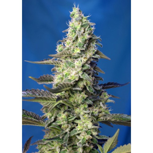 Семена Sweet seeds Green Poison XL autofeminized - цены, описание в интернет-магазине Dutch Seeds