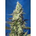 Семена Sweet seeds Green Poison XL autofeminized - цены, описание в интернет-магазине Dutch Seeds