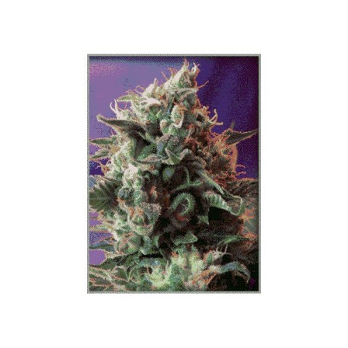 Семена Sweet seeds Jack 47 feminized - цены, описание в интернет-магазине Dutch Seeds