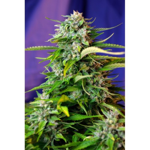 Семена Sweet seeds Jack 47 autofeminized - цены, описание в интернет-магазине Dutch Seeds