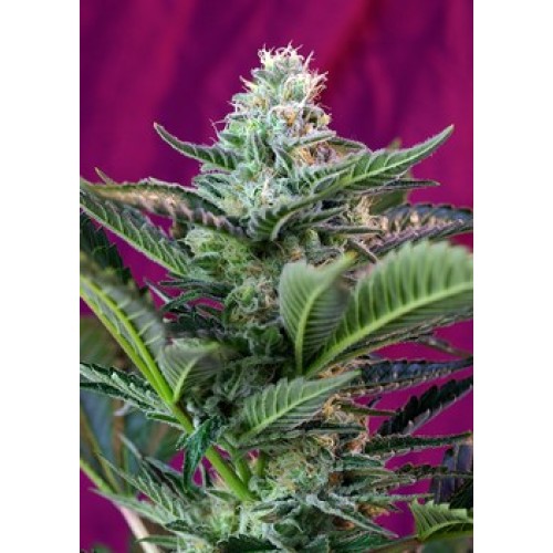 Семена Sweet seeds Mohan Ram autofeminized - цены, описание в интернет-магазине Dutch Seeds