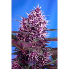 Sweet seeds Big Devil F1 Fast version feminized