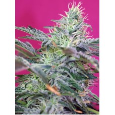 Sweet seeds Sweet Cheese Auto autofeminized