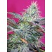 Семена Sweet seeds Sweet Cheese Auto autofeminized - цены, описание в интернет-магазине Dutch Seeds