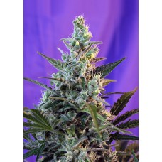 Sweet seeds Sweet Skunk Auto autofeminized