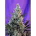 Семена Sweet seeds Sweet Skunk Auto autofeminized - цены, описание в интернет-магазине Dutch Seeds