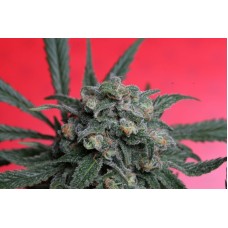 T.H.Seeds A-train feminized