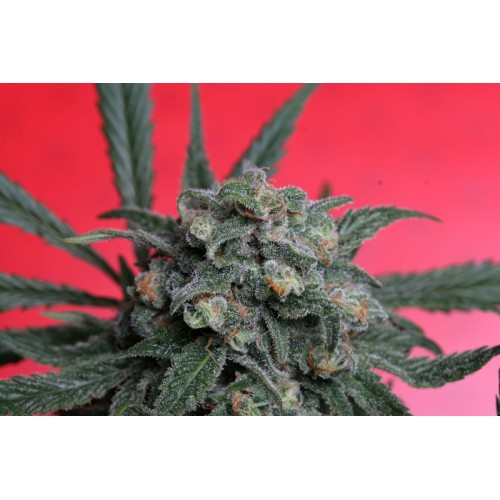 Семена T.H.Seeds A-train feminized - цены, описание в интернет-магазине Dutch Seeds