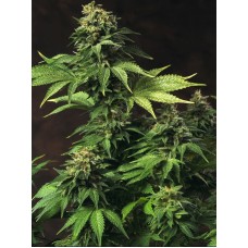 T.H.Seeds Akorn feminized