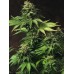 Семена T.H.Seeds Akorn feminized - цены, описание в интернет-магазине Dutch Seeds