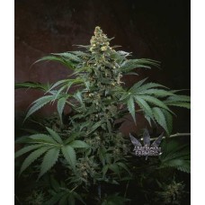 T.H.Seeds Bubblegum feminized