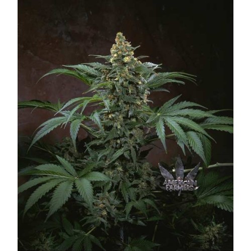 Семена T.H.Seeds Bubblegum feminized - цены, описание в интернет-магазине Dutch Seeds