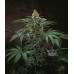 Семена T.H.Seeds AUTO Bubblegum  autofem - цены, описание в интернет-магазине Dutch Seeds