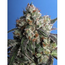 T.H.Seeds Burmese kush feminized